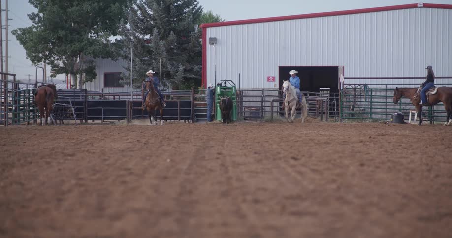 View of two men on horseback chasing a bull