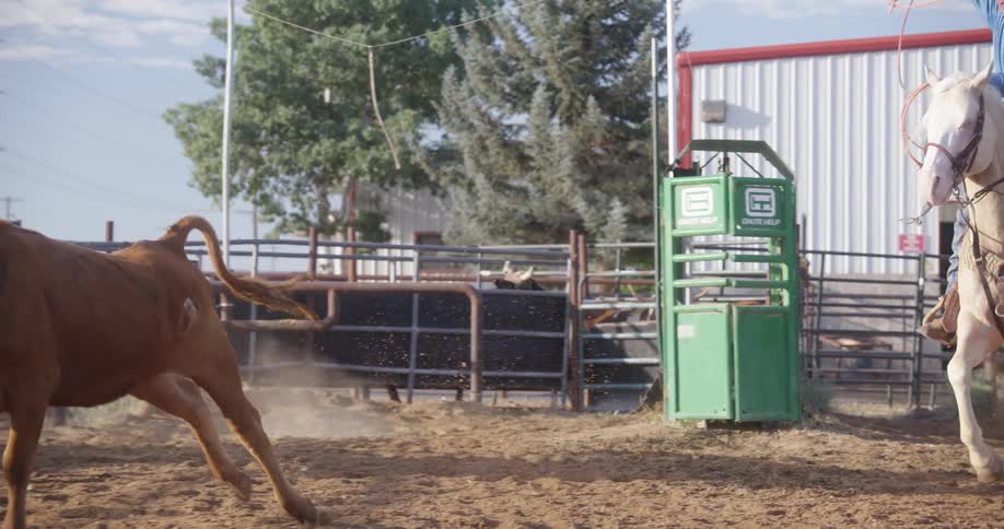 Cowboy riding a horse throwing a lasso at a young cow