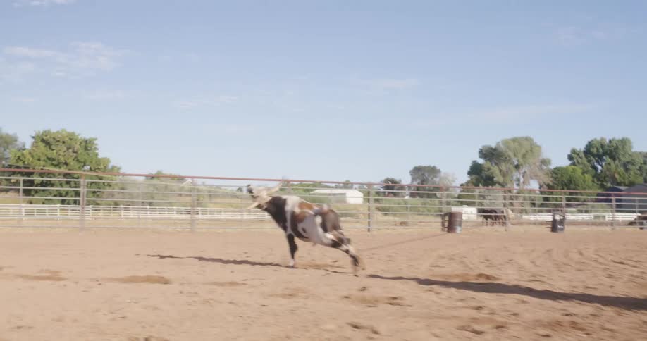 Cowboy riding a horse and roping a bull by its legs in a rodeo arena