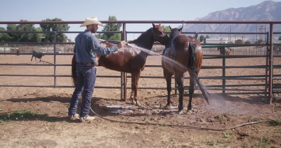 Man giving hose baths to his horses