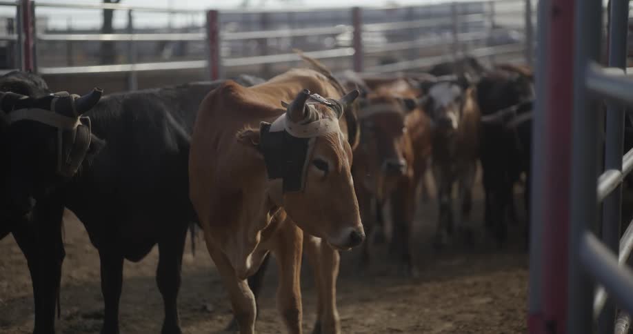 A herd of bulls in a corral