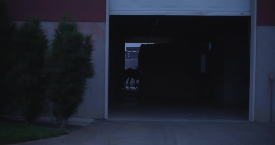 The sun is almost set as the wind blows the shrubbery trees outside the large open door of the stable barn where a horse is being lead into from the opposite end