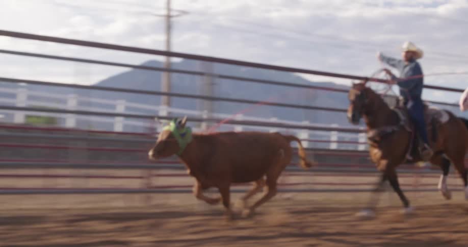 Two men chase a bull on horseback and lasso it