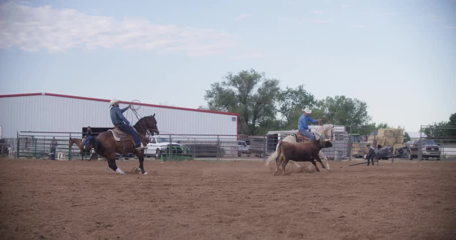 Two cowboys leasing a cow in a rodeo ranch
