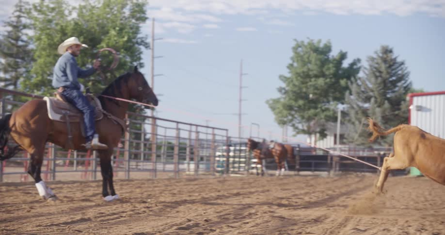 A man is lassoing a cow in a ranch while is riding a horse