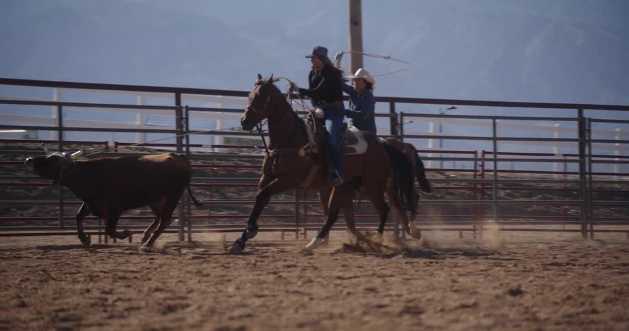 Two cowboys riding horses are trying to lasso a cattle
