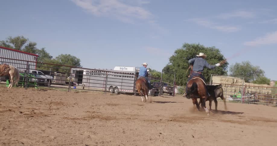 Two cowboys riding horses are leasing a cattle in a rodeo