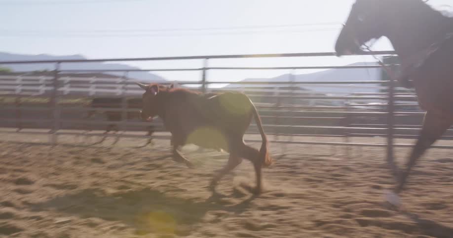 A cowboy is riding a horse and lassoing a cow in a ranch