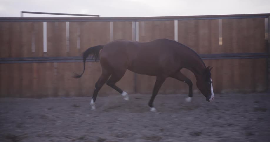 A horse is walking next to a wooden fence on a ranch