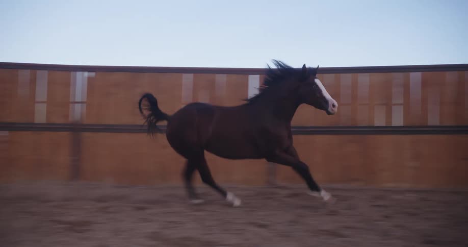 Sand flies up behind the hoofs a stallion as it runs quickly following the wood fence of the horse pen as the sun goes down late in the day