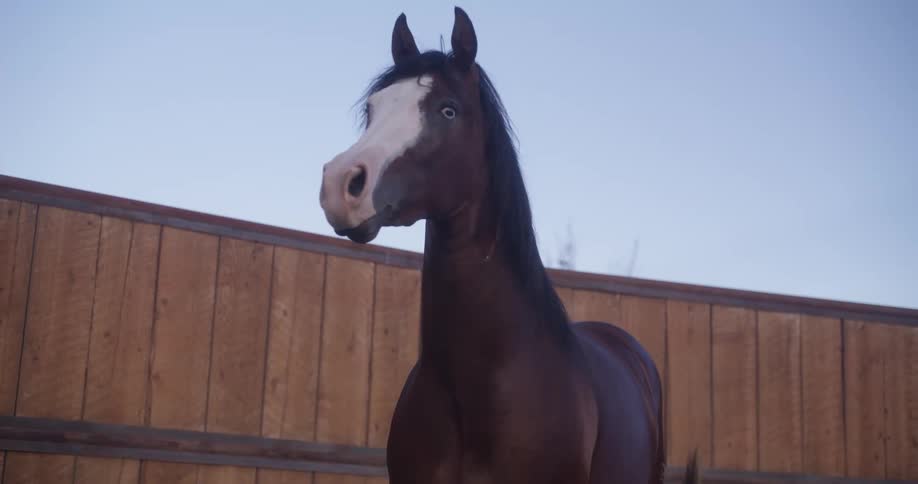 Horse standing near a wooden fence