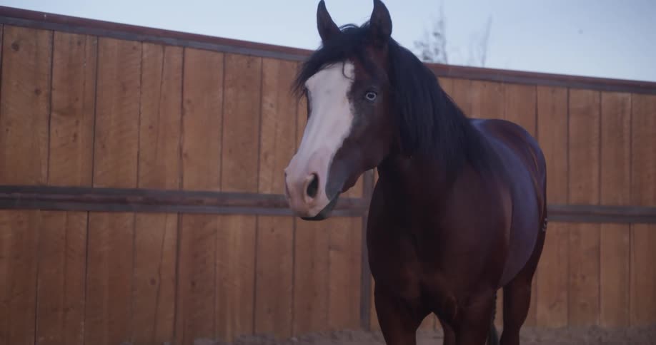 Horse stands next to a wooden fence