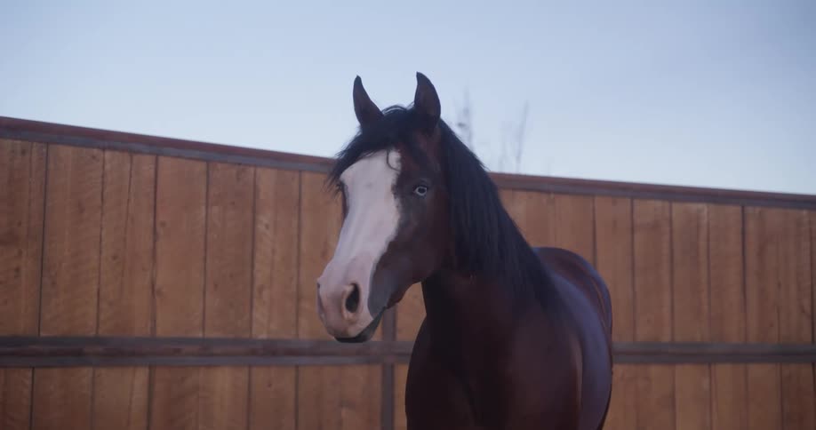Brown horse with white on its face