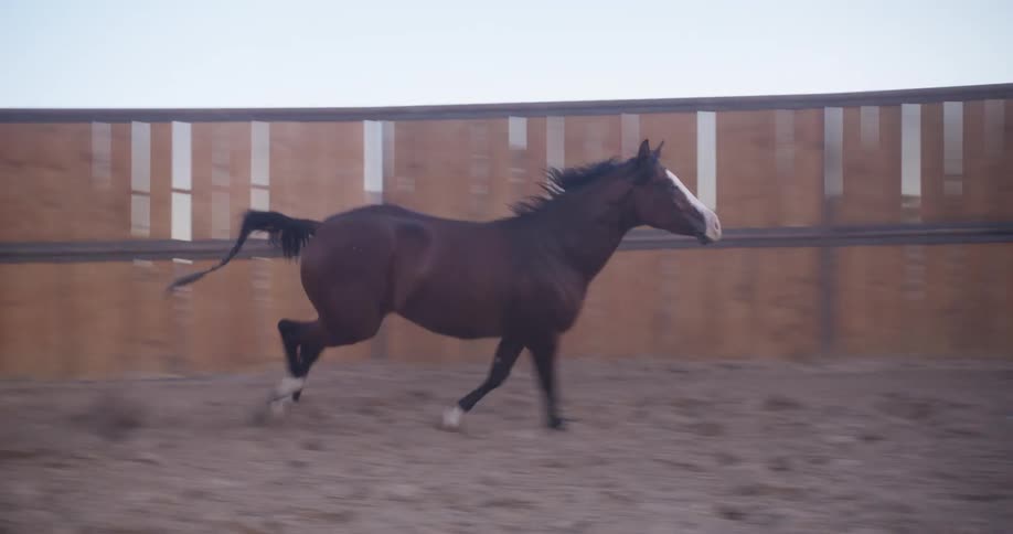 Horse running along a wooden fence