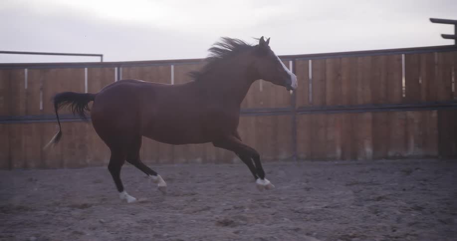 A horse running round in a fenced space during the day