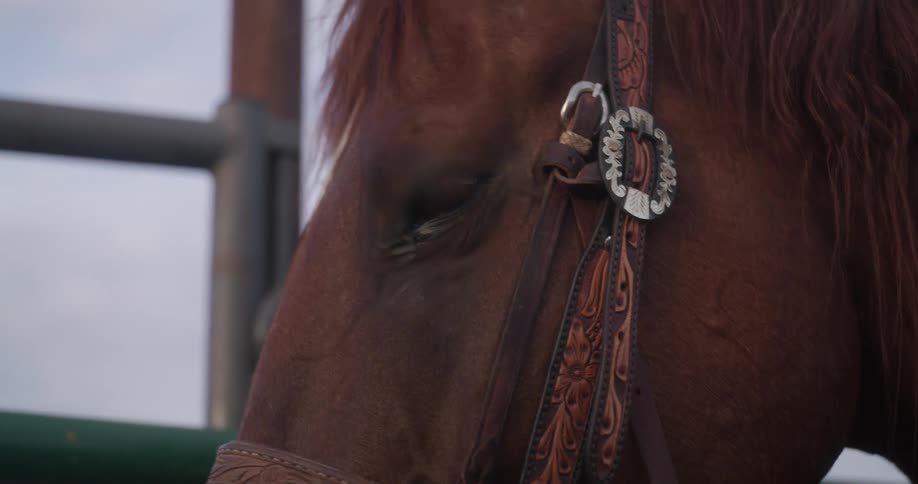 Close up of the eye of a horse