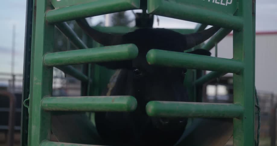 Black bull confined in a rodeo fence