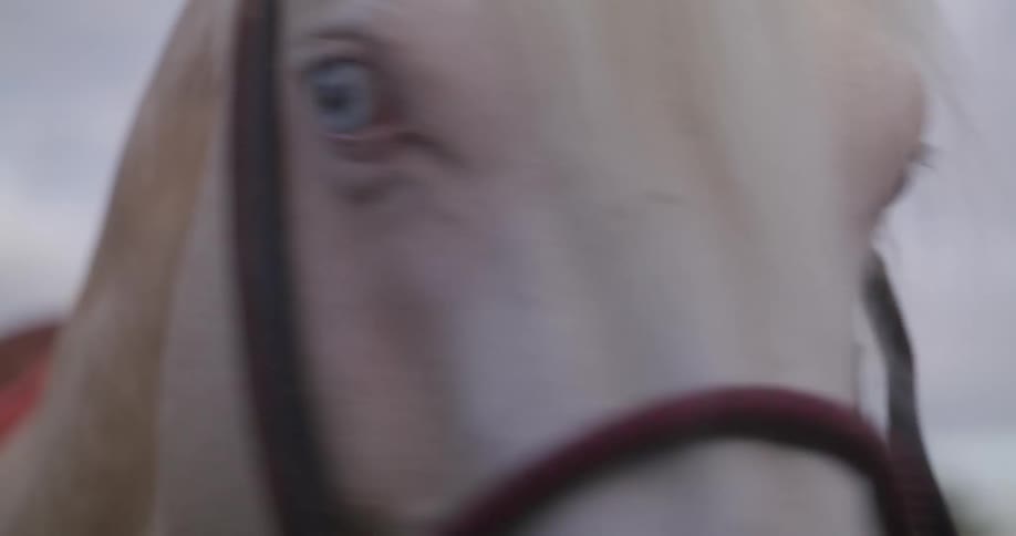Pale horse standing near building turns its head to look around