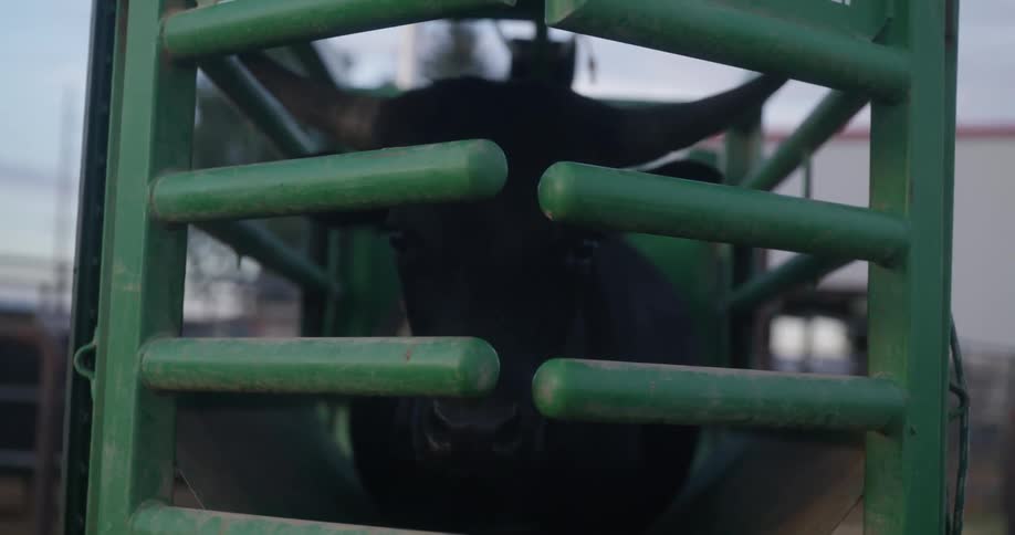 Cow inside a metal cage in the rodeo