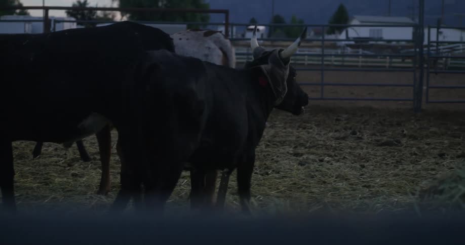Herd of cows on a corral at morning