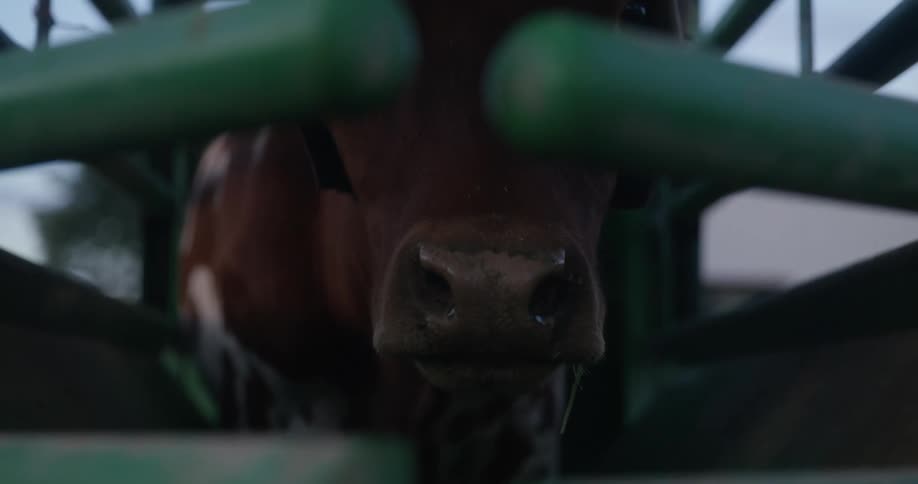 Cow inside a rodeo cage