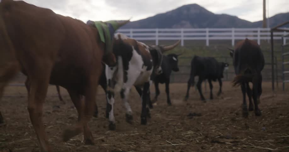Herd of young cows walk through the fences on a corral