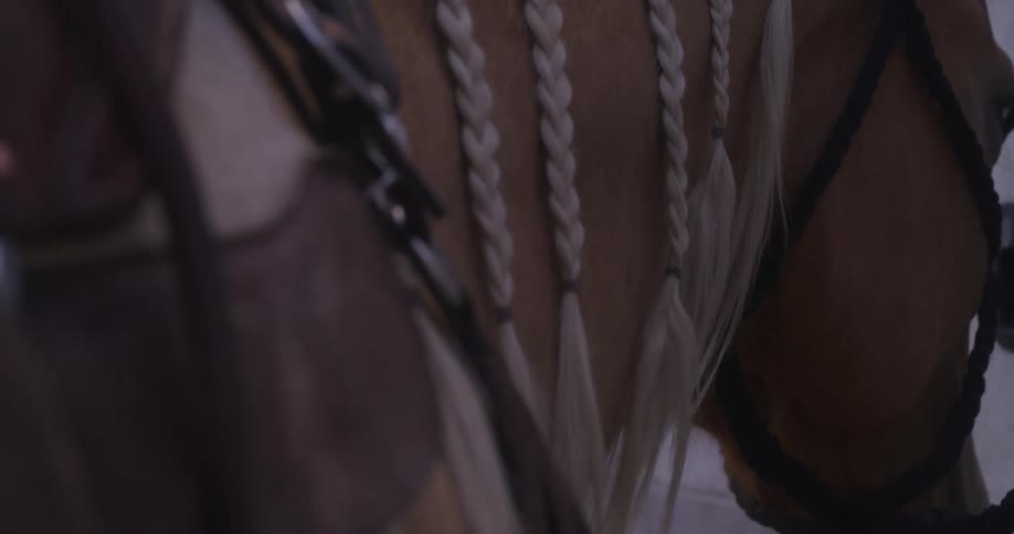 A close up clip of a brown horse