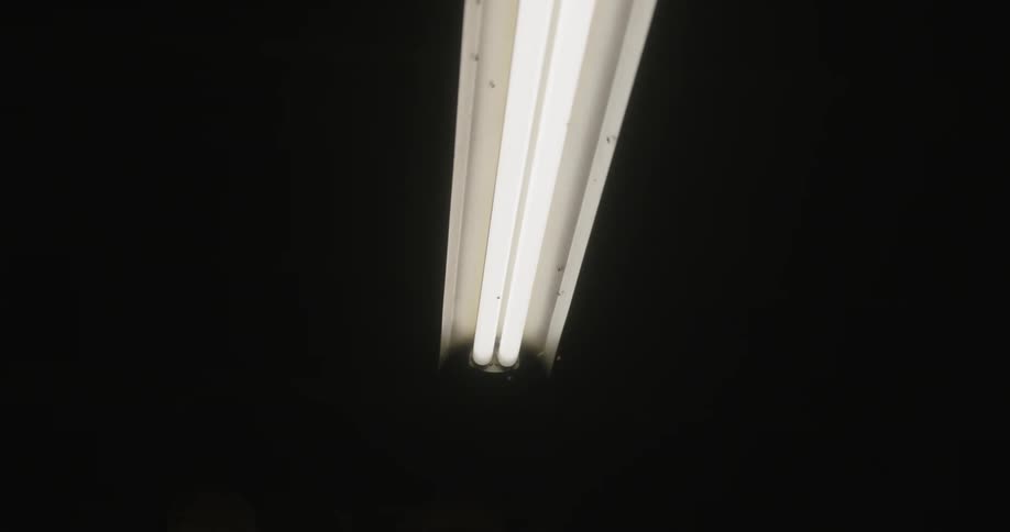 Insects on a lamp on the ceiling of a dark room