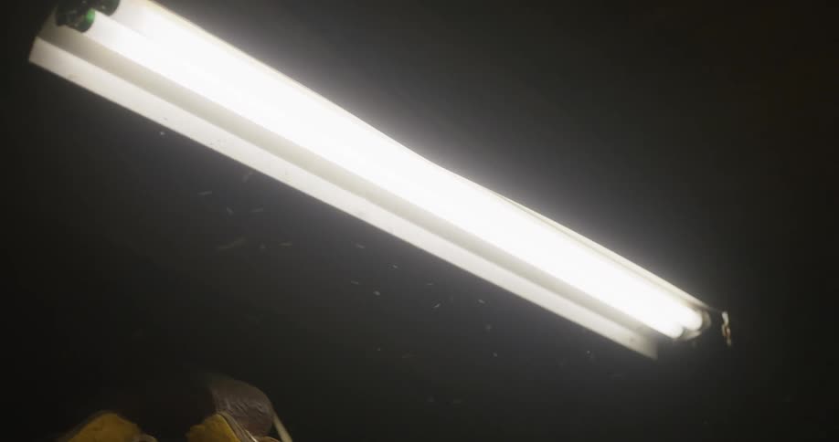 Several mosquitoes flying around a bright light bulb