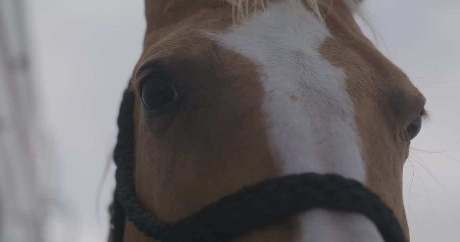 Horse wearing halter stands near building