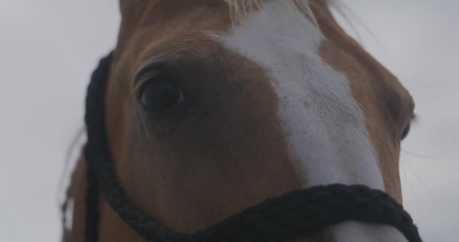 A close up clip of an horse face