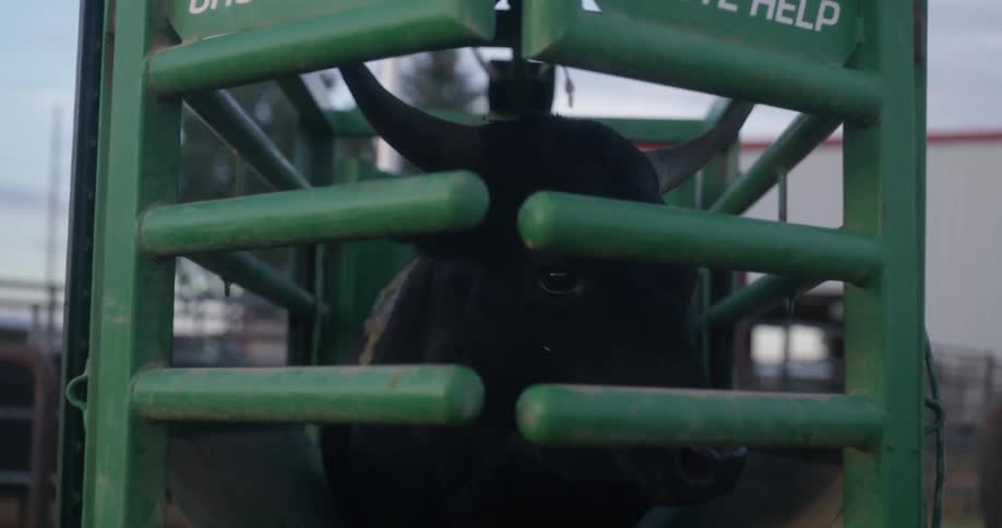 A bull trapped in a green iron cage
