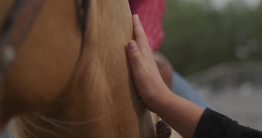 A person petting a horse