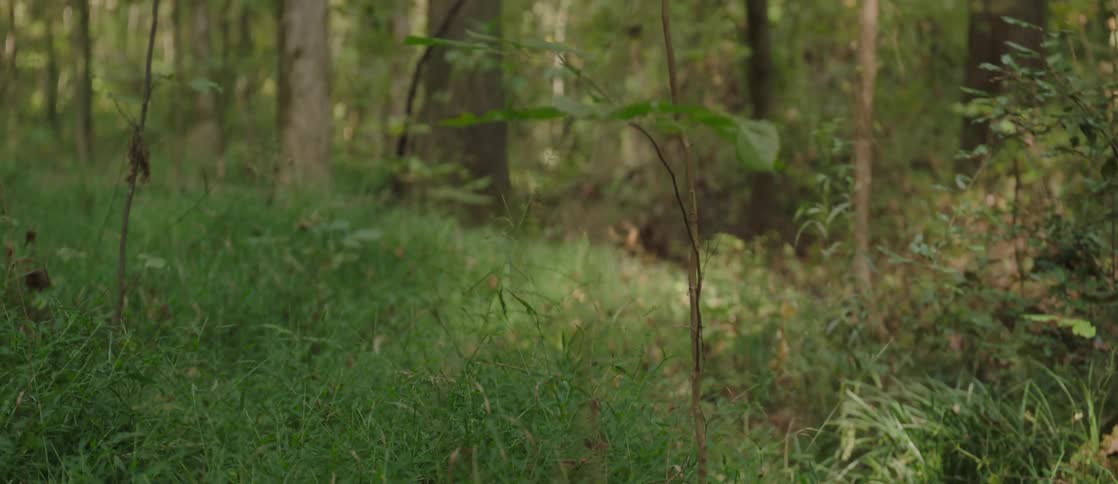 Woman running at high speed on a trail in the middle of a densely wooded forest in daylight