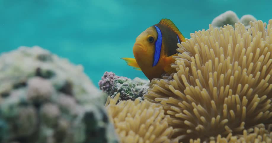 Nemo fish in the middle of corals