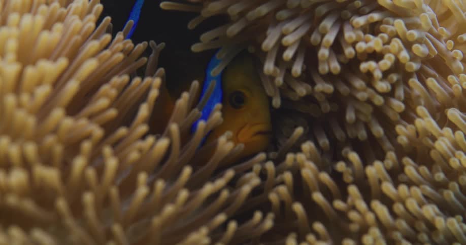 A fish hiding among the seaweed