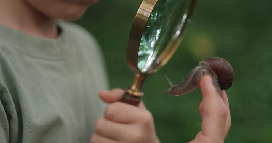 Boy uses a magnifying glass to inspect a snail