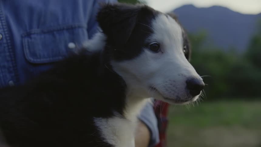 A farmer holds and pets a black and white puppy