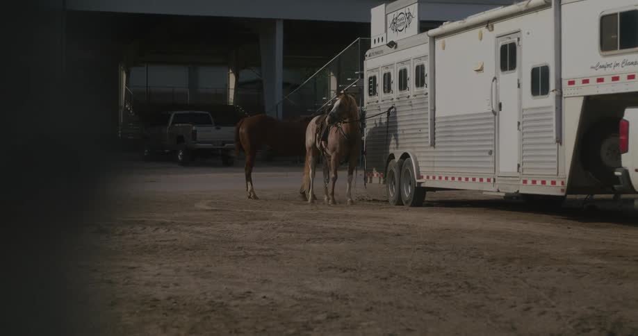 Two horses tethered by a rope connected to a trailer