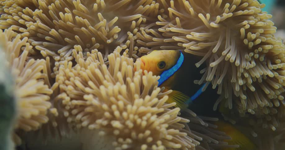 Nemo fish amidst corals