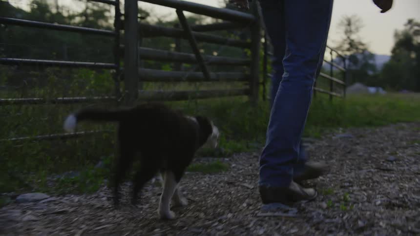 A puppy runs next to a man walking through a farm
