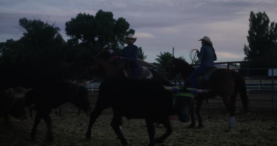 A couple of cowboys herding cows at dawn