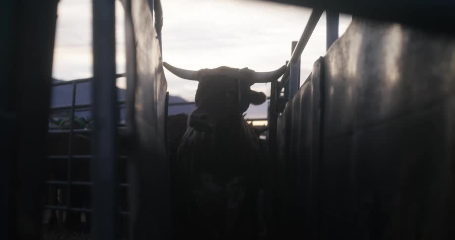 Bulls inside the cage at sunset