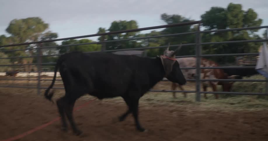 A bull running in a ranch towards a fence