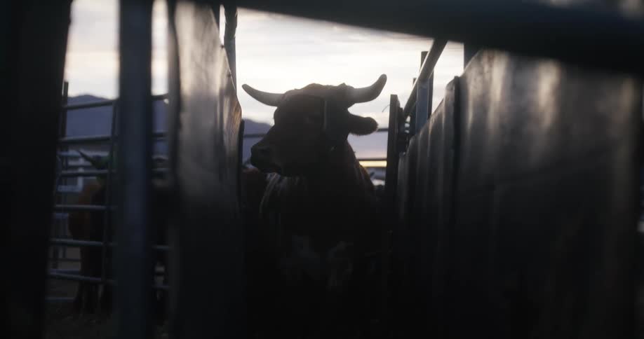 Cow inside a metal cage in a rodeo at morning