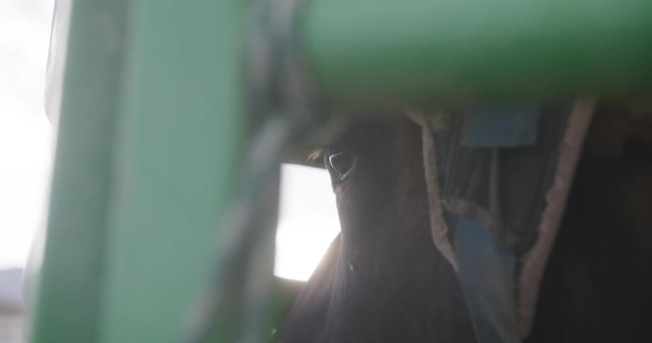 A face of a horse with a saddle