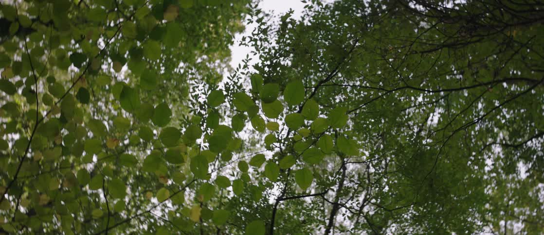 Looking up at trees in the woods under a cloudy sky