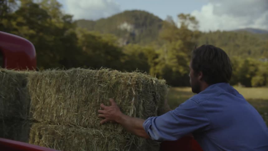 A male farmer gets out of a truck and picks up some hay and throws it on the ground