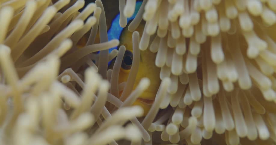 Amphiprion ocellaris fish in the middle of a hidden coral
