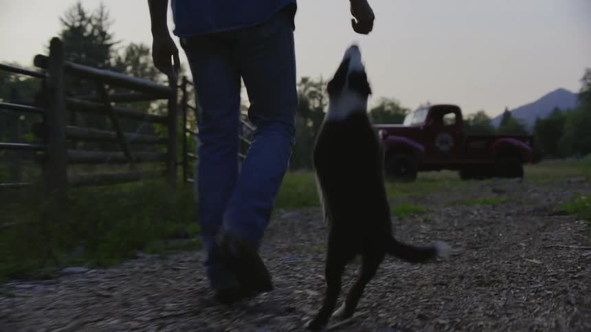 A man walking towards a truck with dog jumping around at his feet